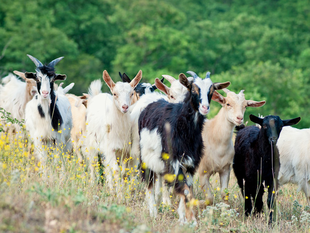 When it comes to intestinal parasites in goats, management is the mindset that works. (Stock photo Getty Images)